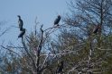 Įsikūrė: Plocio rezervate kormoranai jau susuko 15 lizdų.