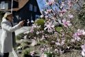 Vilionė: magnolijos yra bene dažniausiai fotografuojami ir nuostabą keliantys augalai.