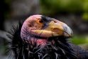 Rekordas: Los Andželo zoologijos sode šiemet išsirito rekordinis nykstančių Kalifornijos kondorų jauniklių skaičius.