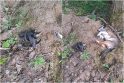 Tyrimas: veterinarai turės atsakyti, ar Kiškėnų kaime rastas šuo galėjo būti pasmaugtas.
