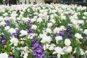 Grožis: visos Klaipėdoje pražydusios gėlės – tikra miesto puošmena bei džiaugsmas praeivių akims.