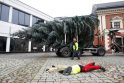 Sprendimas: šiemet Klaipėdoje Teatro aikštę per Kalėdas vėl puoš miestiečių užauginta ir dovanota eglutė.