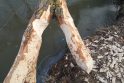 Galvosūkiai: Malūno parke medžius ir toliau niokoja bebrai – komisija siūlė kamienus apjuosti metaliniu tinkleliu.