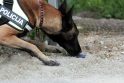 Neklystantis: apmokytas rasti narkotikus tarnybinis šuo labai greitai parodo, kur yra draudžiamos medžiagos.