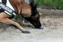 Pagalba: aptikti narkotines medžiagas dažnai padeda tarnybiniai šunys, gebantys suuosti ne tik kanapes, bet ir sintetinius kvaišalus.