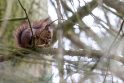Gamta: žiemą voverės nemiega, jos tūno savo lizduose ar medžių drevėse, kartais išlenda paieškoti paslėptų maisto atsargų.