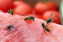 Apsinuodijo: VMVT pasiekė gyventojų skundai dėl lauke pardavinėjamų pjaustytų arbūzų kokybės.