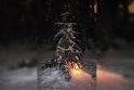 Intriga: nedaugelis žino, kur Girulių miške yra papuošta kalėdinė eglutė su naktį šviečiančiu žibintu.