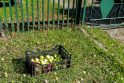 Obuoliai padėti prie Sartų gatvėje stovinčio namo tvoros