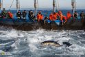 Viduržemio jūroje ispanų žvejai traukia iš vandens tunus, kuriuos sugavo tinklų labirintu. Mažėjant tunų guotams, nyksta ir šis senovinis žvejybos būdas, vadinamas almadraba. 