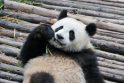 Berlyno zoologijos sode nugaišo 34-erių metų amžiaus didžioji panda