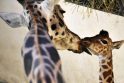 Žirafų kailiukas išduoda gyvūno amžių   