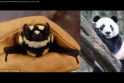 Nauja šikšnosparnių–pandų rūšis atrasta Pietų Sudane