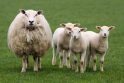 Avių augintojai: valstybės parama neskatina laikyti daugiau avių
