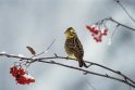 Ornitologai: iškritus sniegui, laikas pasirūpinti paukščiais
