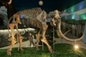 Mokslininkai gali antram gyvenimui prikelti mamutus