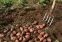 Ūkininkai dėl savo kaltės praranda dalį bulvių derliaus