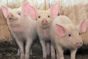 Lietuvoje pradedami organizuoti glamūriniai vakarėliai kiaulėms