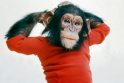 Sulaukusi 80 metų nugaišo filmo „Tarzanas“ žvaigždė - šimpanzė