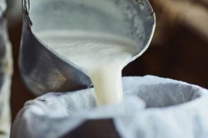 Pieno produktų gamintoja žalią pieną supirkinėjo iš nelegalaus punkto, falsifikavo mėginius