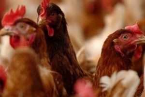 Biologinio saugumo nesilaikymas – grėsmė paukščio gripui išplisti ir žinduolių ūkiuose
