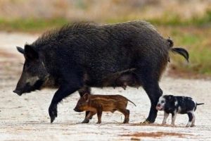 Nustatytas dar vienas AKM protrūkis kiaulių laikymo vietoje