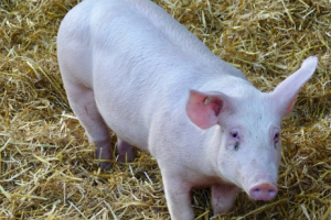 Dėmesio kiaulių augintojai: vasaros sezonu ypač plečiasi AKM užkrėstos zonos