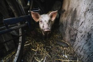 Lietuvoje po dviejų metų – afrikinis kiaulių maras Šakių rajono ūkyje