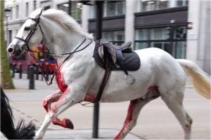 Londono gatvėse blaškėsi kariuomenės žirgai: du iš jų yra rimtos būklės