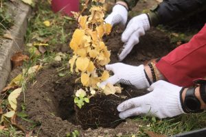 Vilniaus bendruomenėms dovanojama 2800 krūmų sodinukų
