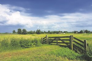 Sprendimas dėl pievų atkūrimo – kaip briedis lankoje