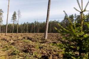 Per 360 medžių regioniniame parke neteisėtai iškirtusi bendrovė turės atlyginti žalą