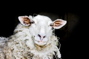 Patvinusioje pievoje avis gelbėję ugniagesiai: paėmėme ant rankų ir nešėme
