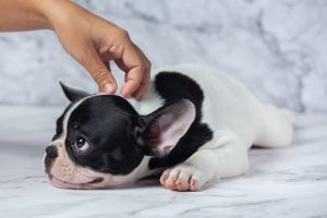 Populiarėja nauja procedūra – šunų masažas: papasakojo, kaip visa tai atrodo