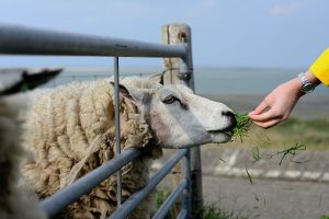 Avininkystė laikosi entuziastų dėka