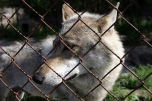 Ministerija naują sezoną siūlo leisti sumedžioti 60-čia daugiau vilkų