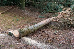 Molėtų rajone neteisėtai iškirsti medžiai, žala aplinkai siekia 26,5 tūkst. eurų