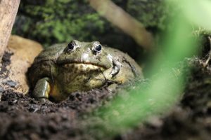 Lietuvos zoologijos sode – nauja įspūdingo dydžio varliagyvių rūšis 