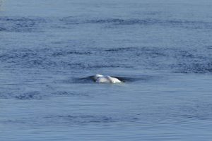 Per išskirtinę gelbėjimo operaciją nugaišo baltasis banginis, kuris buvo įstrigęs Senoje