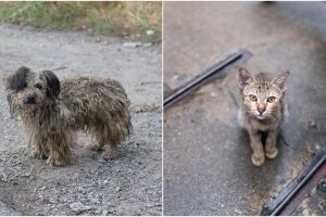 Vėstant orams, aplink sodybas išmestų šunų ir kačių laukia liūdnas likimas