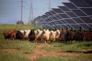 Avys talkina saulės jėgainėms