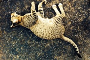 Pravieniškių kalėjimo konteineryje rasta negyva katė: įtariama, kad ją užmušė nuteistasis