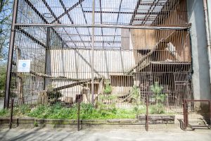 Drama dėl Zoologijos sodo vadovo kėdės: ministerija pripažįsta klaidas