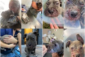Už 1 tūkst. eurų pirko veislinį šunį, o gavo ligotą mišrūną