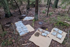 Narkotikų platintojai 15 kg „žolės“ slėpė miške (vaizdo įrašas)