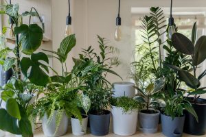 Floristės patarimai: trys dažniausios kambarinių augalų priežiūros klaidos žiemą