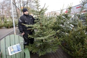 Žmonės eglučių Kalėdoms šiemet ieško anksčiau, dažniau renkasi gyvą