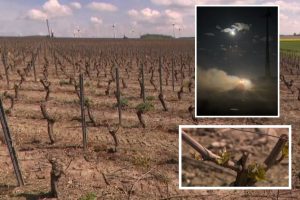 Sugrįžę šalti orai pridarė bėdų sodų ir vynuogynų augintojams: per naktį teko kovoti dviem aparatais