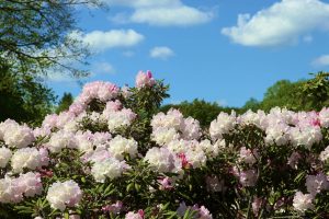 Raibsta akys: Kauno botanikos sode – rododendrų žydėjimas