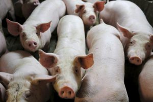 Nuo maro nukentėjusiems kiaulių augintojams išmokės 2,2 mln. eurų